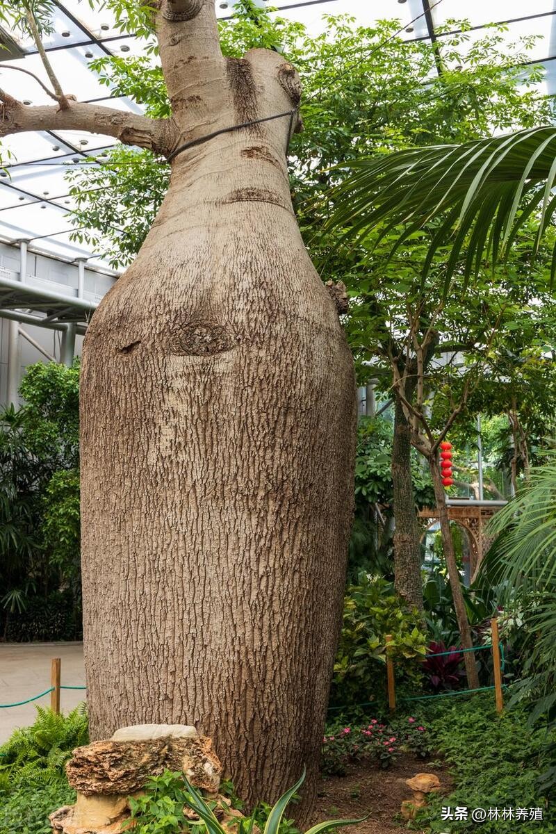 懒人养花就养这几种好养活不怕死,养这10种花越养家里越干净