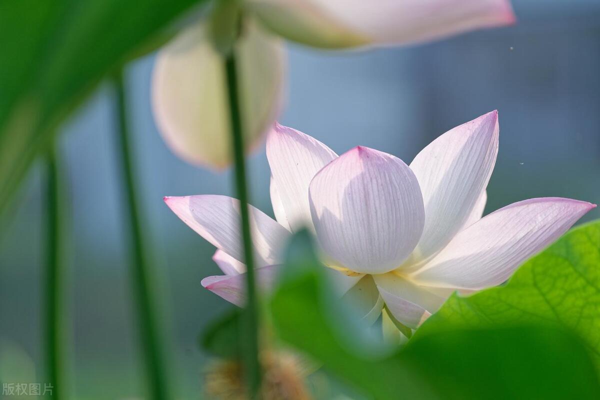 微小说生二胎,微小说生了儿子再结婚
