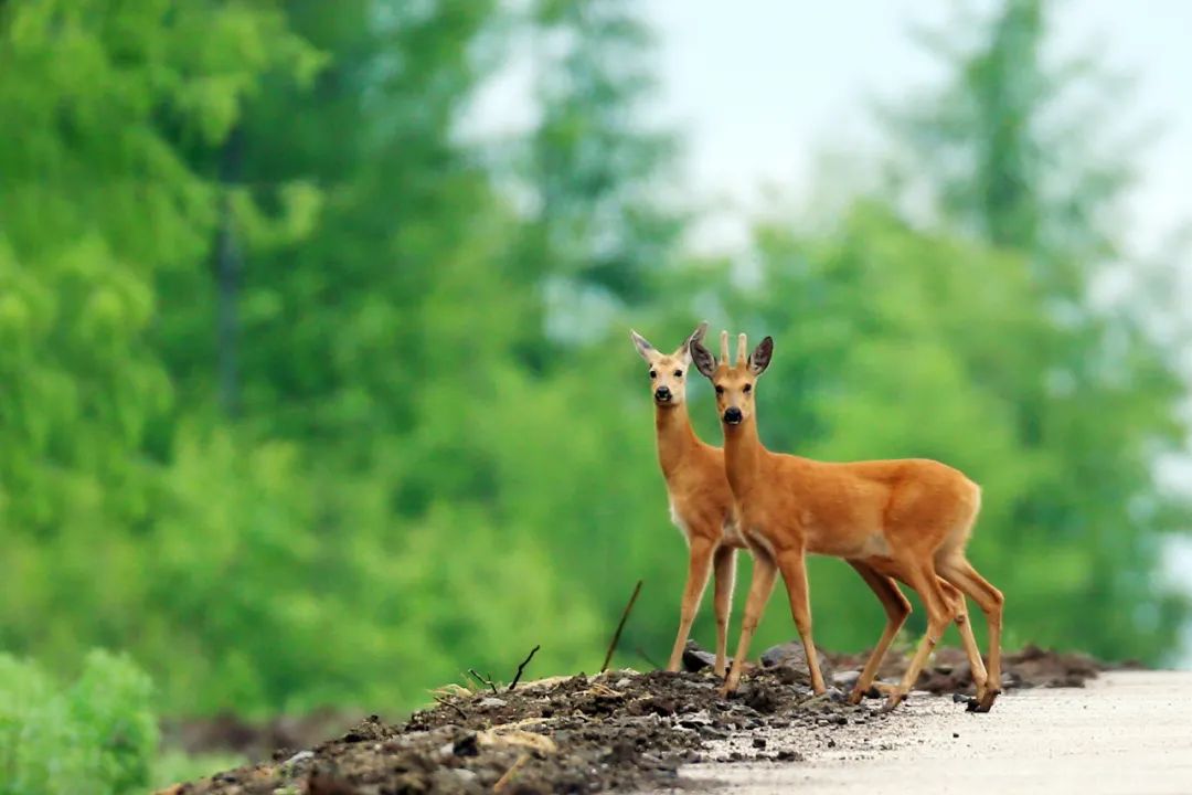 湿地可以开发什么旅游项目,黑龙江旅游必去十大湿地排名