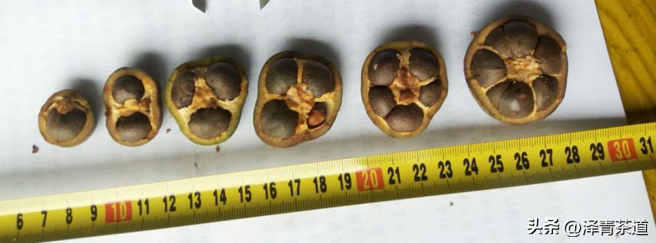 为什么茶树的南比北多,茶树生长的原因有哪些