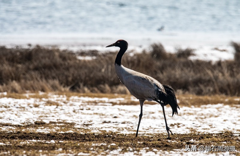高原精灵黑颈鹤越冬之地——大山包（云、藏自驾旅行纪实之一）