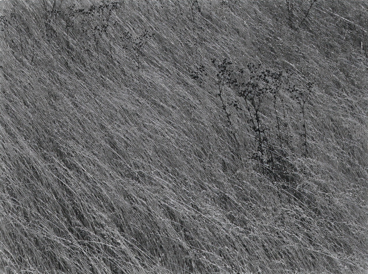 哈里卡拉汉摄影作品,哈里卡拉汉摄影