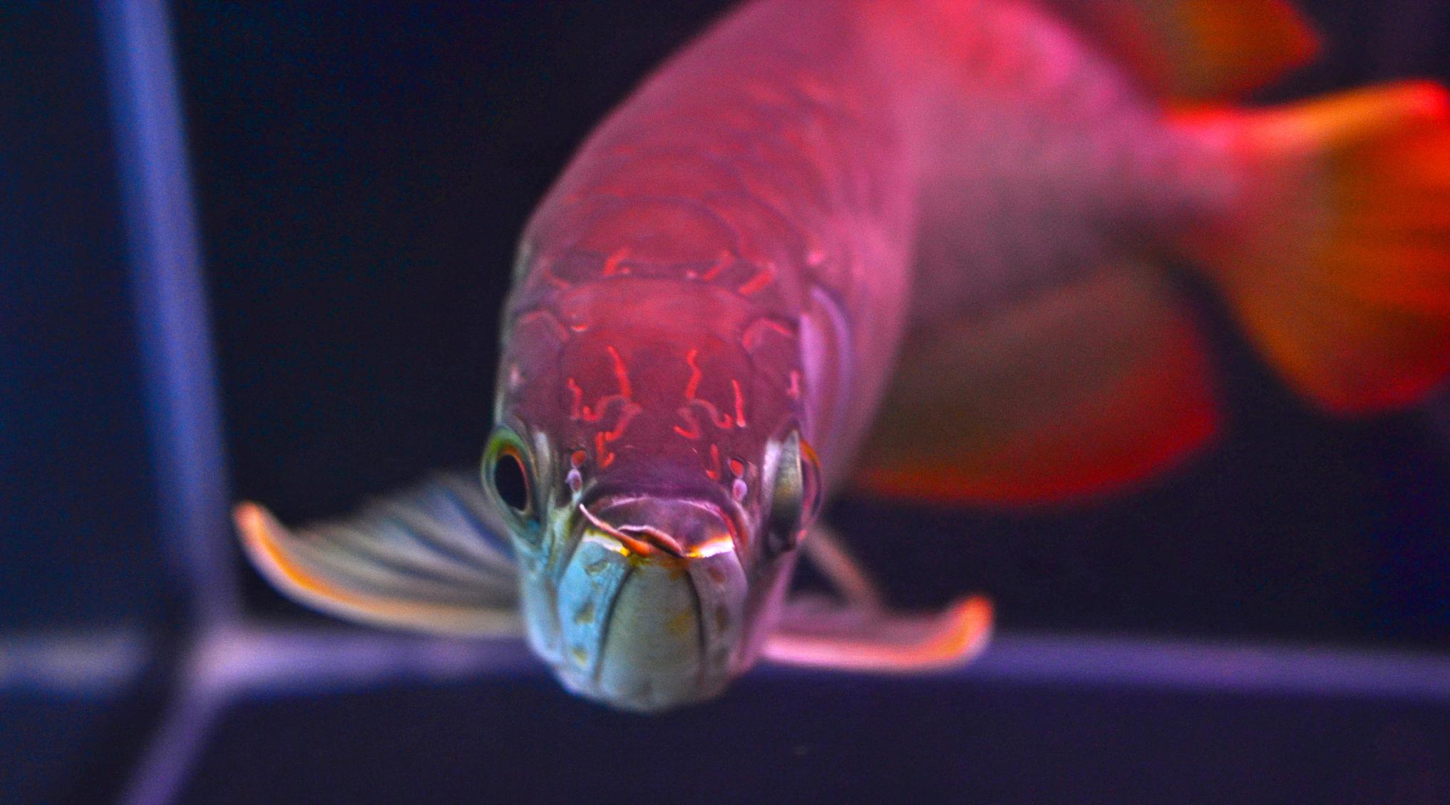 混养龙鱼趴缸是什么原因造成的,龙鱼受到惊吓趴缸怎么解决