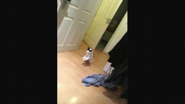 液体猫是真的吗,为什么都说猫咪是液体猫