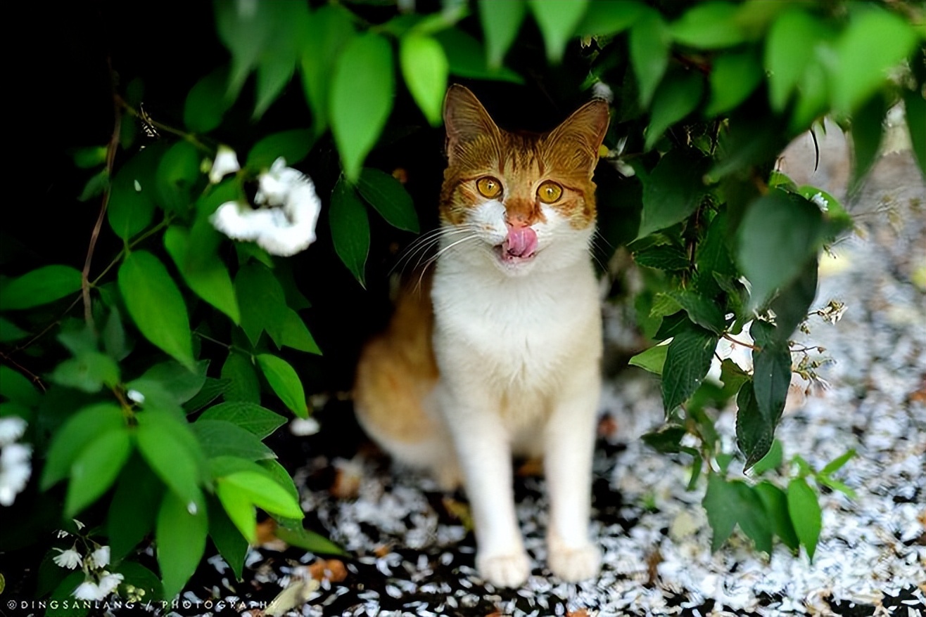哪种猫最通人性好看又好养,猫界中最通人性的几种猫你养了吗