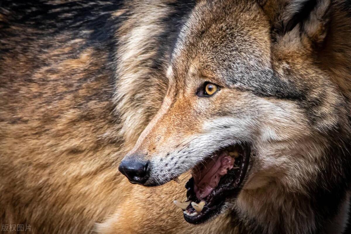 边防侦察兵斗狼群的故事,边防兵对战狼群的故事