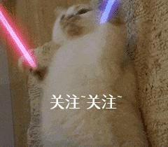 到底该不该揍猫,真的能忍住不揍猫么