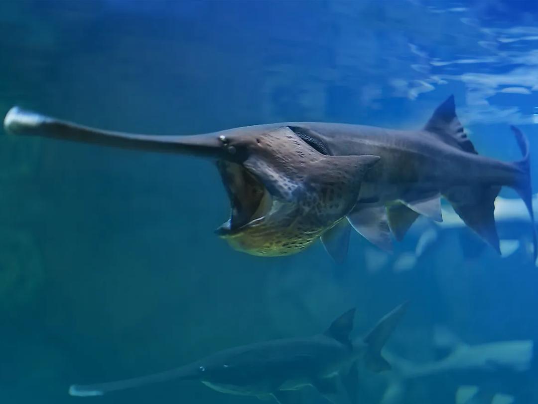 世界上有记录最大的淡水鱼,世界上目前发现最大的淡水鱼