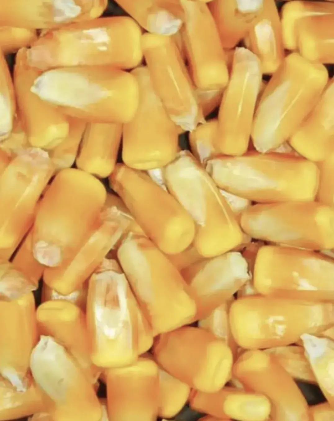 最新国审双抗高产玉米种子,2021年国审十大多抗高产新品种