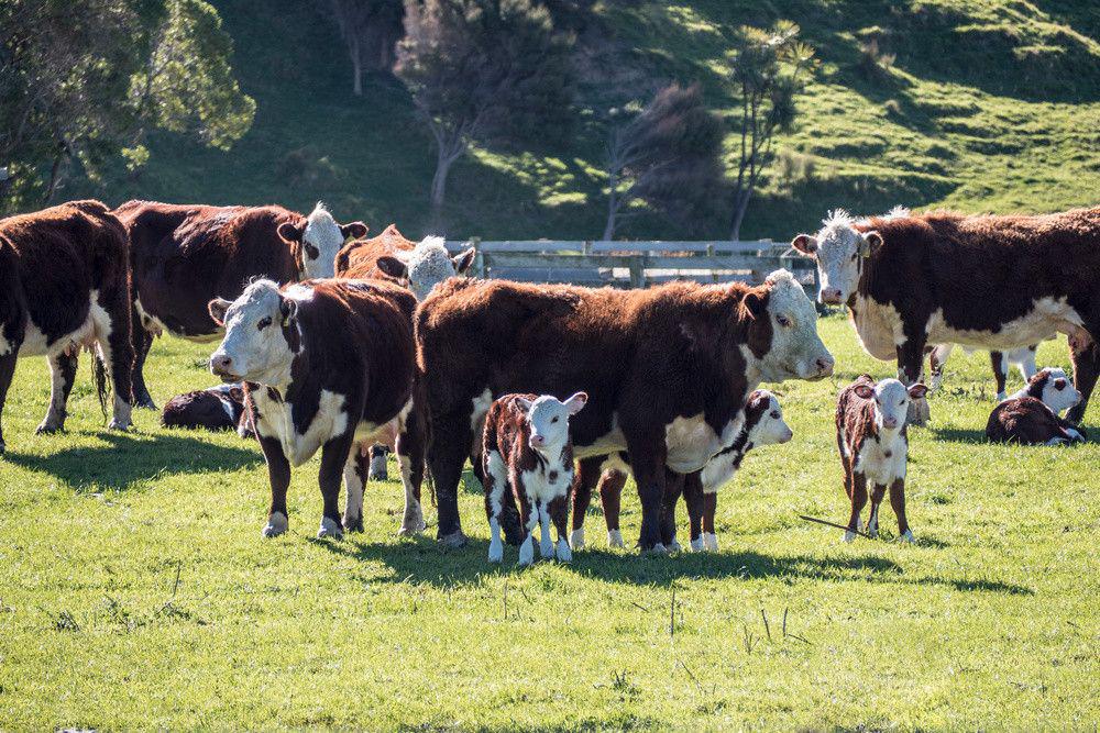外国人吃的黄油是什么,食品用的黄油是什么做的