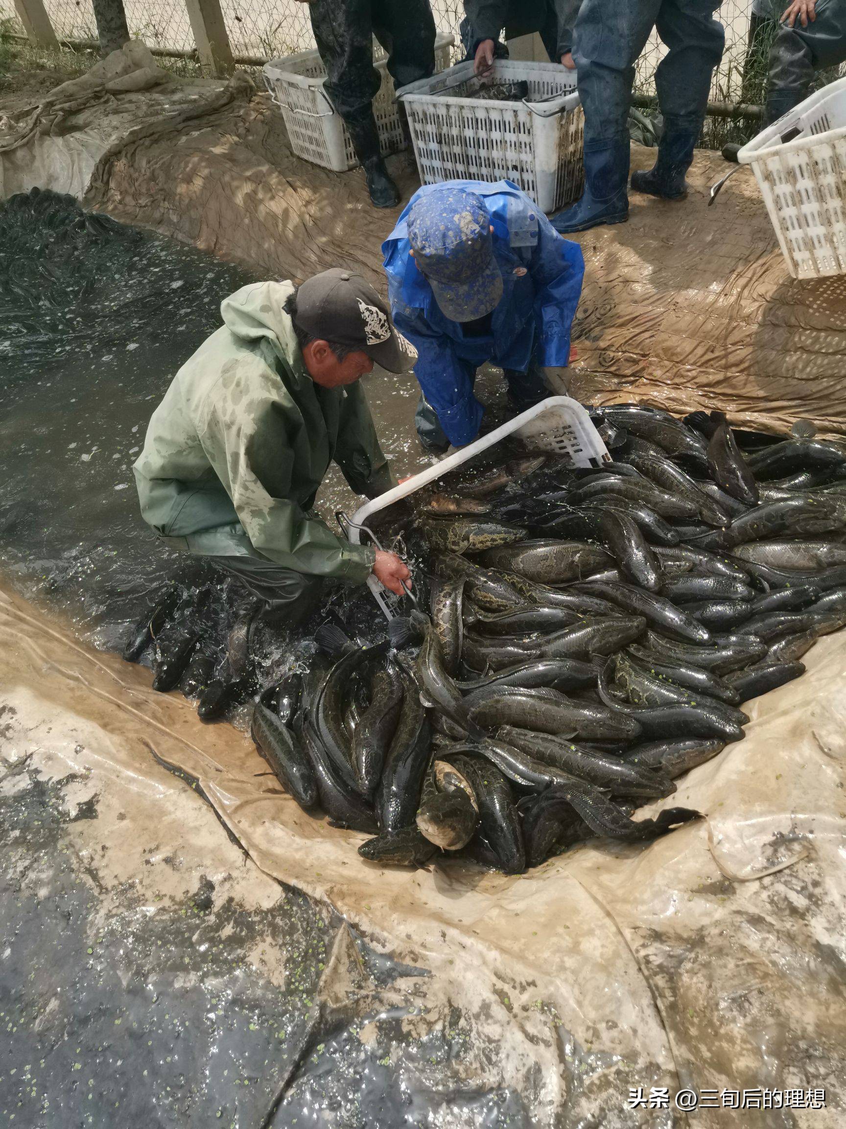 人工饲料和野生杂鱼,人工混合鱼饲料配方