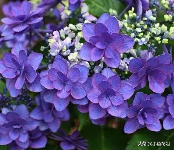 有一种花很好看但是很臭,名字很难听却很漂亮的花