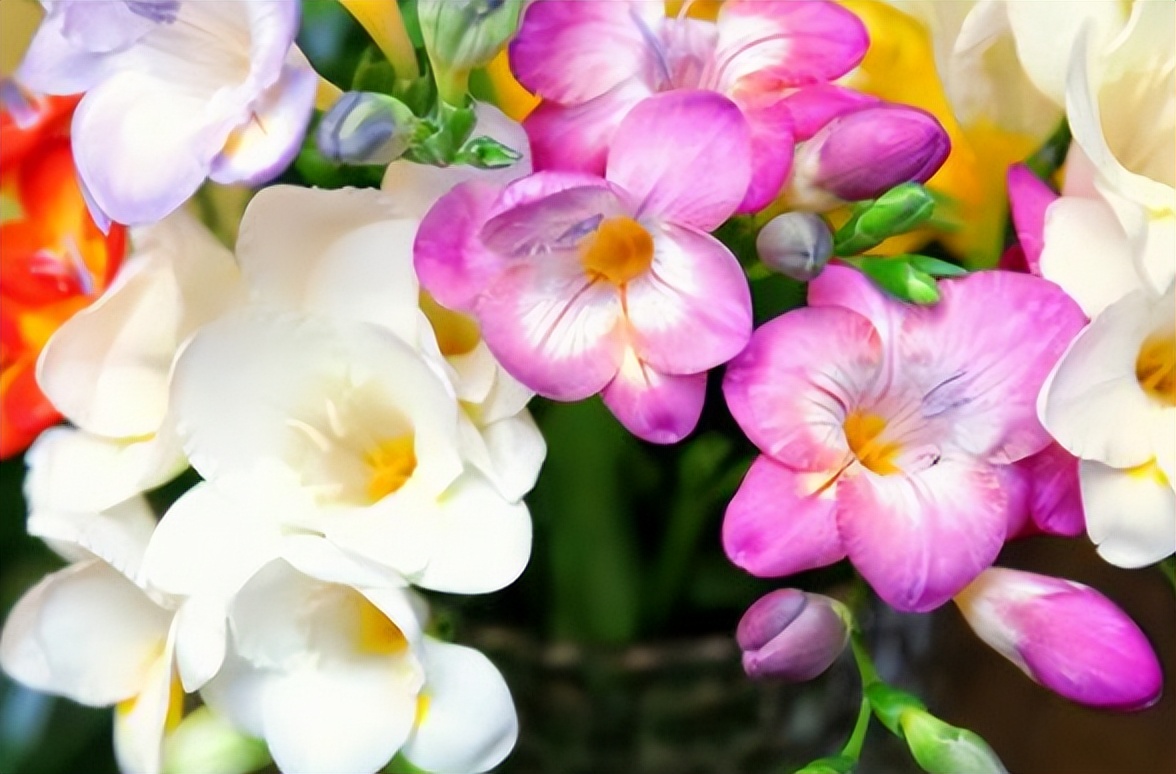 最适合小花盆种的花,顽强的小花草