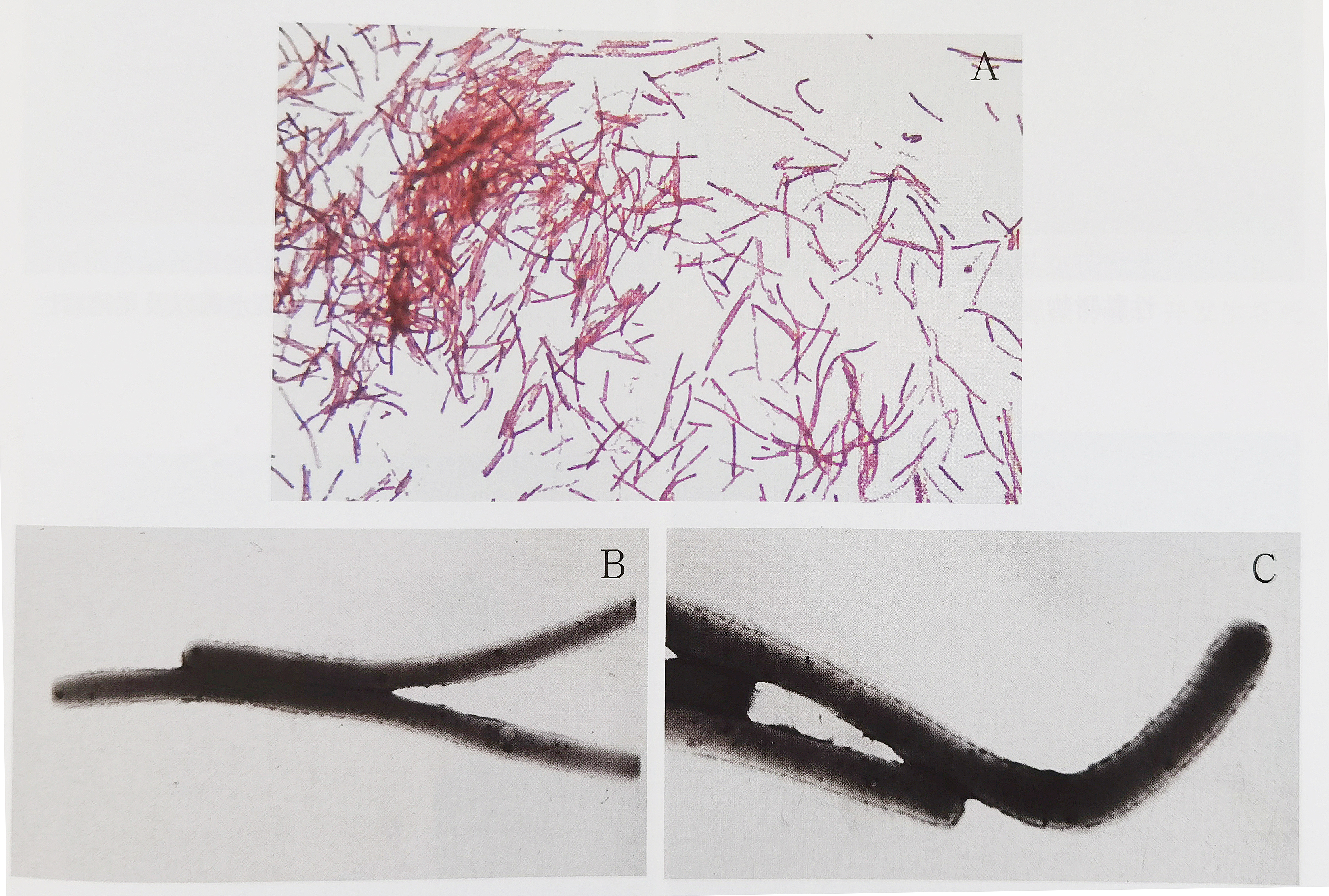 龙鱼病害防治图片,龙鱼常见疾病表现图片