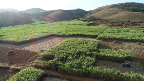 云南金石蜜怎么吃,云南天然金石蜜