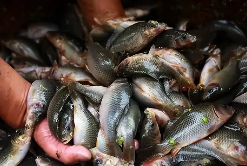 正在逐渐消失的6种河鲜,正在逐渐消失的五种河鲜