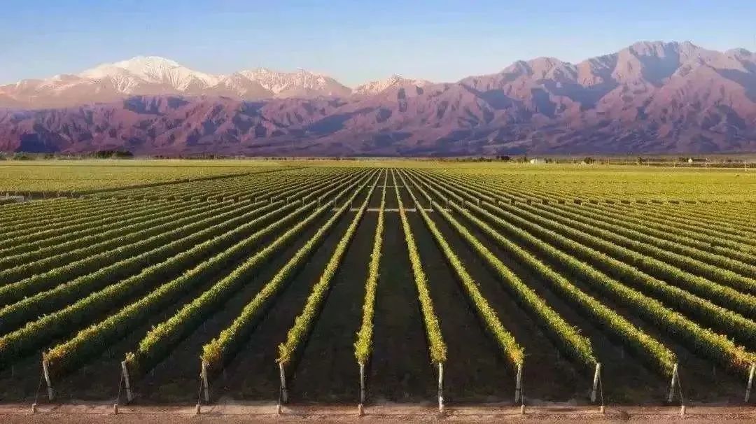 不喝葡萄酒的国家，捧不起大力神杯