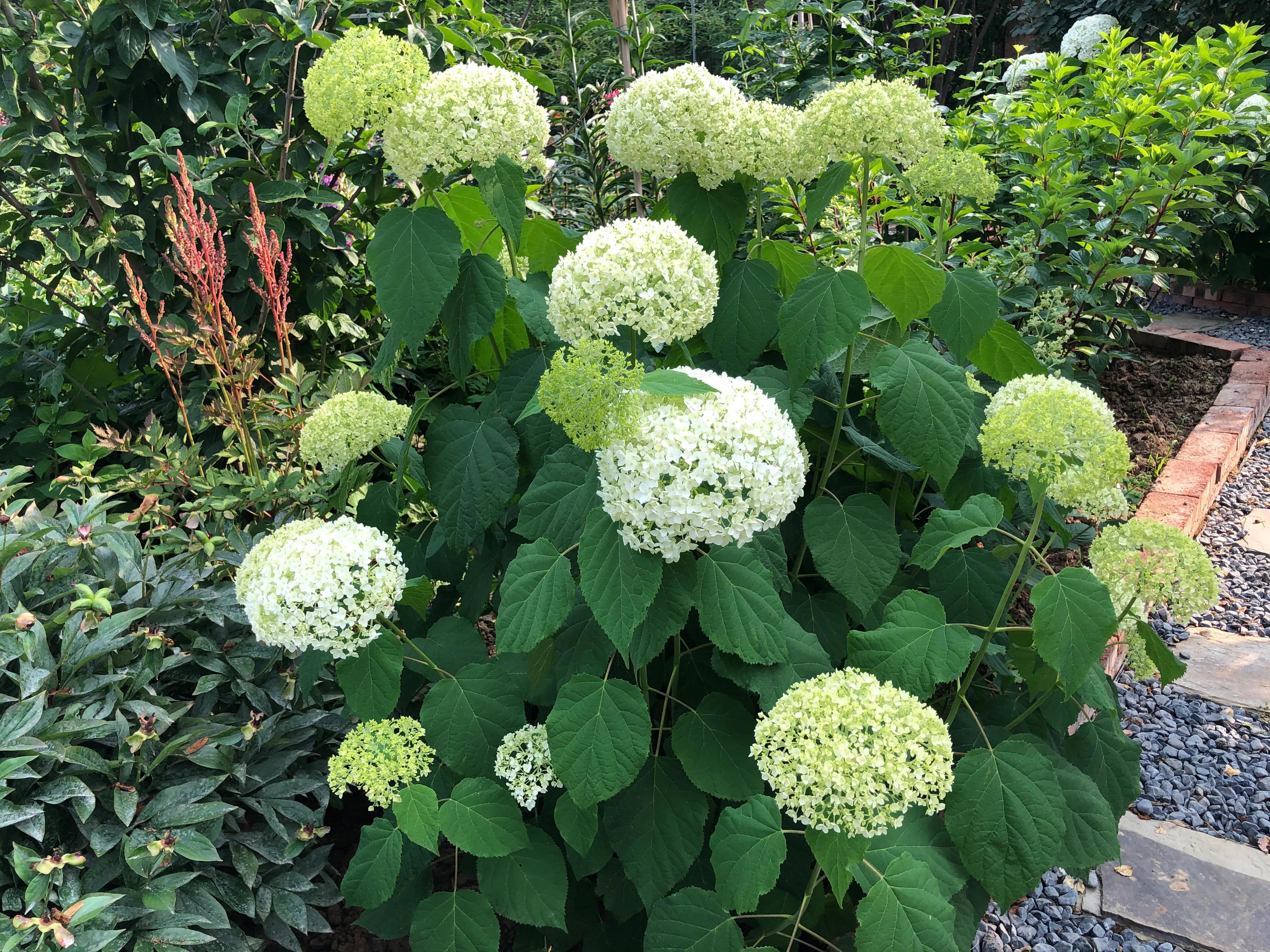 我在花园里种下种子,我在花园里种一棵小树