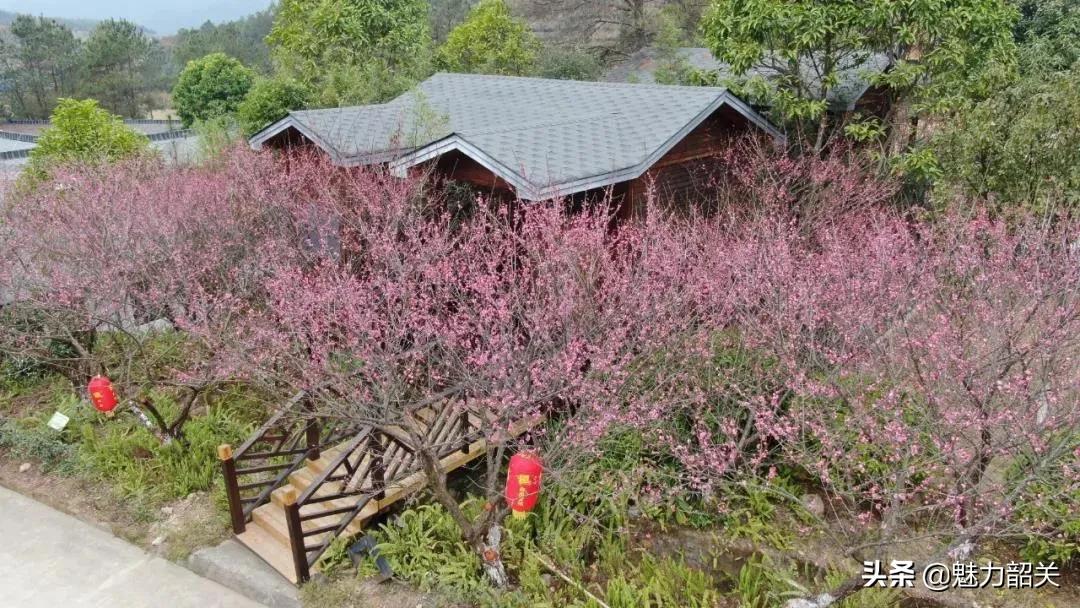 翁源江尾镇年味,翁源兰韵飘香