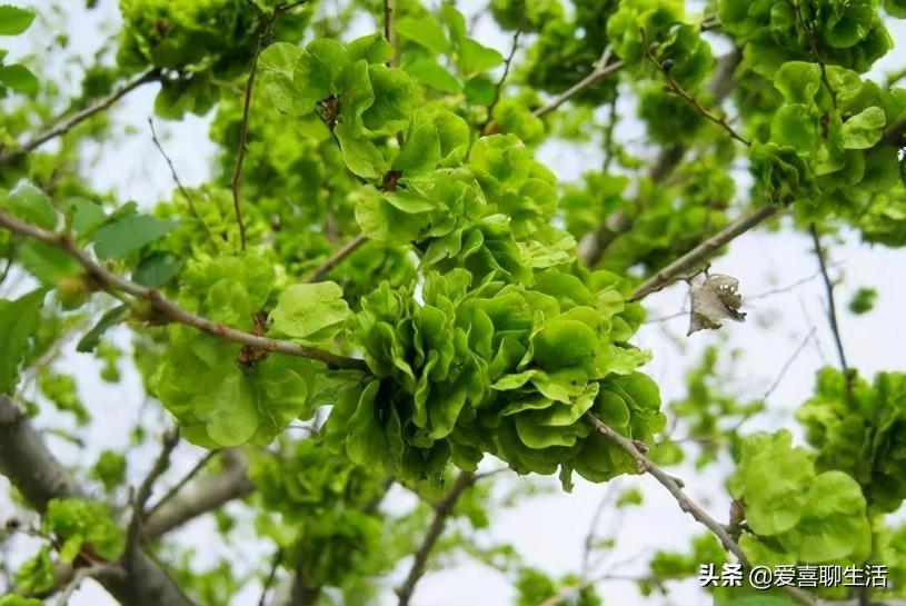 明日寒食节，6道传统美食记得吃，营养美味寓意好，错过等一年