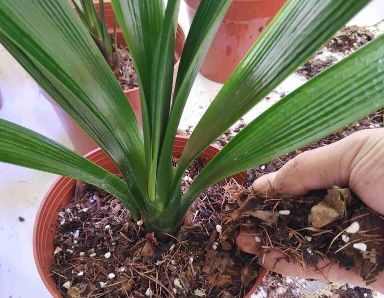 如何正确的给君子兰浇水,君子兰长箭时怎样浇水