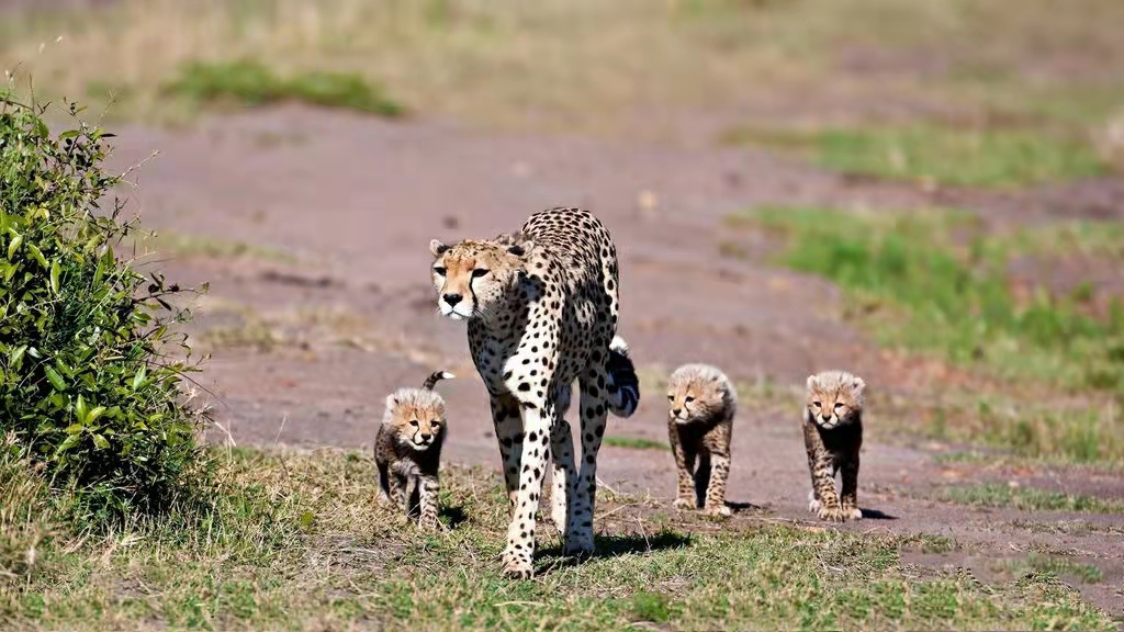 合肥好的中学招生条件,合肥高中最新招生解读