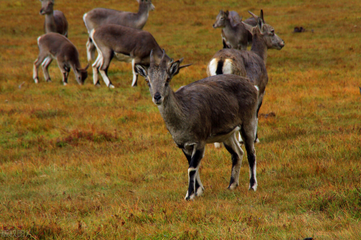 稻城亚丁真的好吗,稻城亚丁真的有这么好看吗
