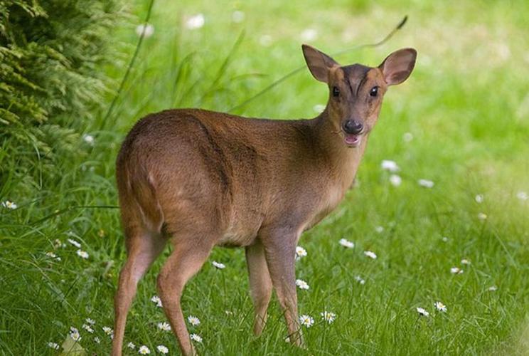 性快感的神秘面纱：除了人类，还有哪些动物能感受到？