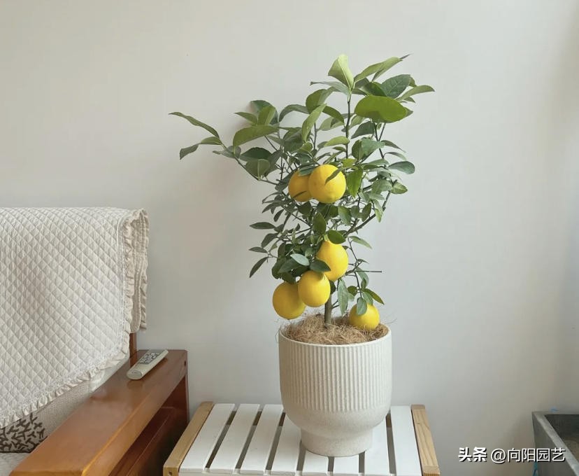 盆栽柠檬树的果子能吃吗,盆栽柠檬树果子