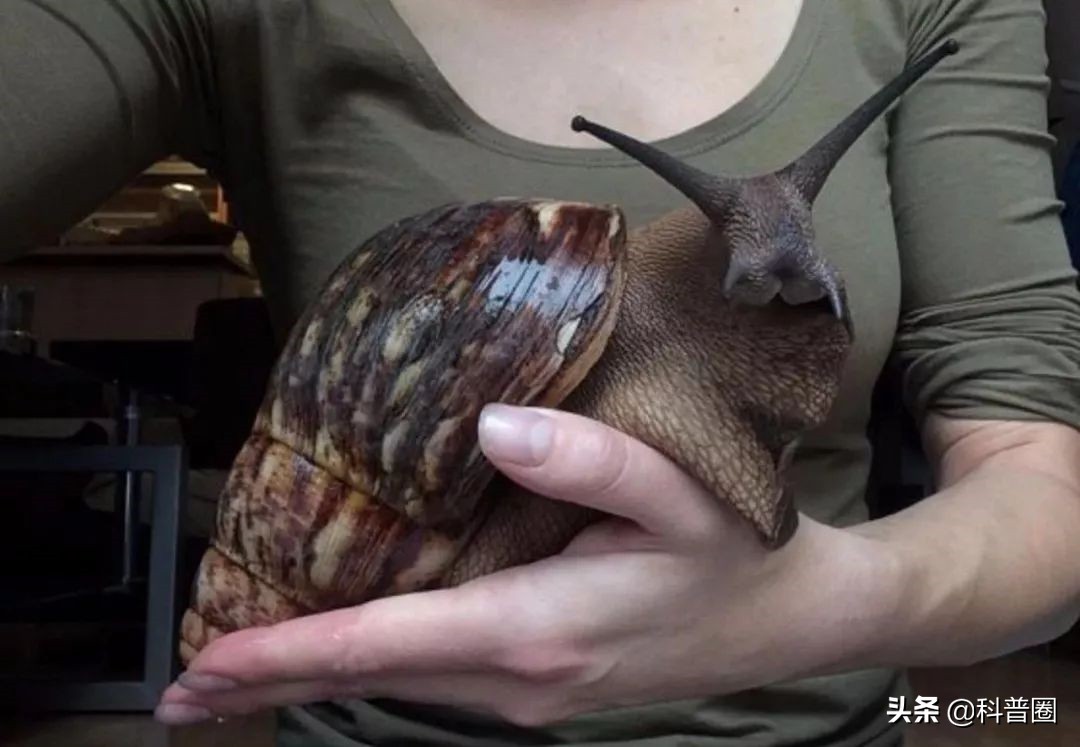 非洲大蜗牛中国泛滥,非洲人能吃1500万公斤,为何中国吃货怂了?