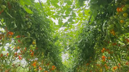 金湾农作物特产是什么呢,金湾区特产推荐