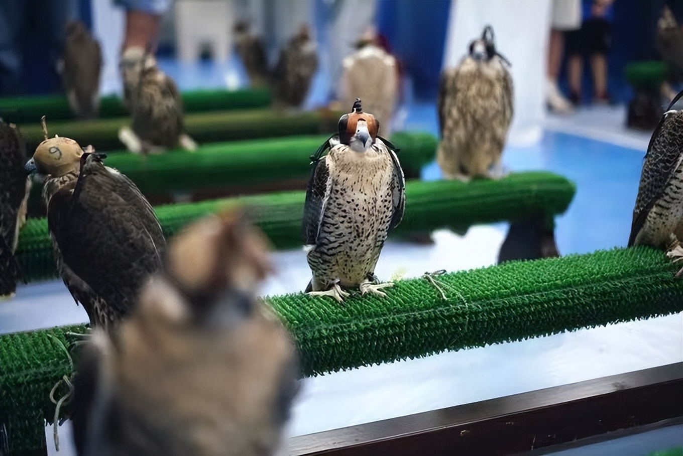 世界最奢侈的宠物狗,迪拜土豪的宠物鹰猎