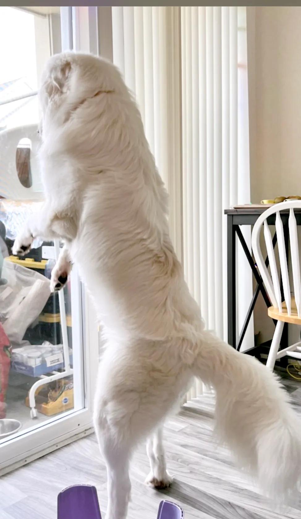 大白熊小狗,大白熊专用宠物狗