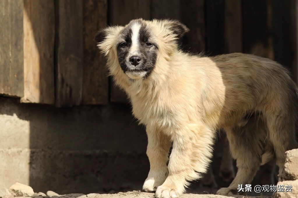 陌生人来家狗狗不叫怎么办,陌生人来家里狗狗一直叫怎么办