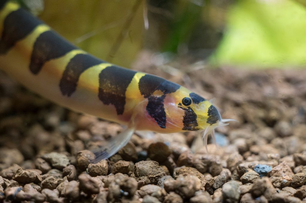 清洁鱼有什么用,冷清洁鱼有哪些