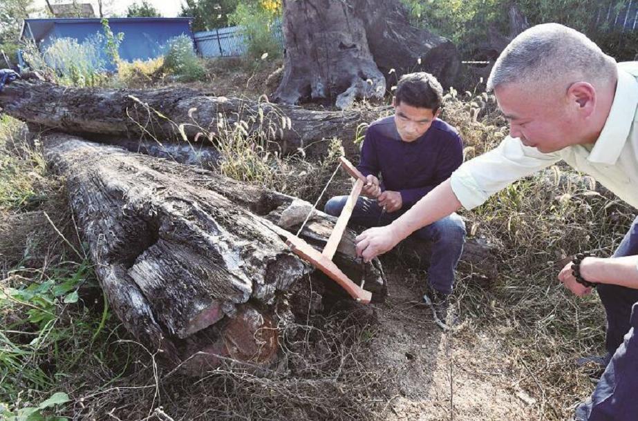 一棵金丝楠木价值多少,一棵金丝楠树可以卖多少钱