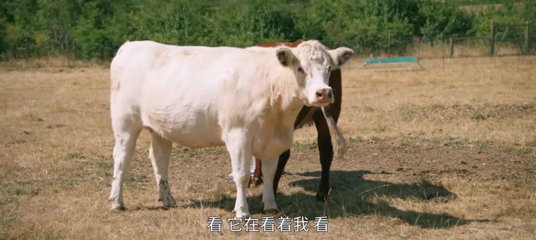 养猪养狗种田真人秀,真人秀十个男生种田