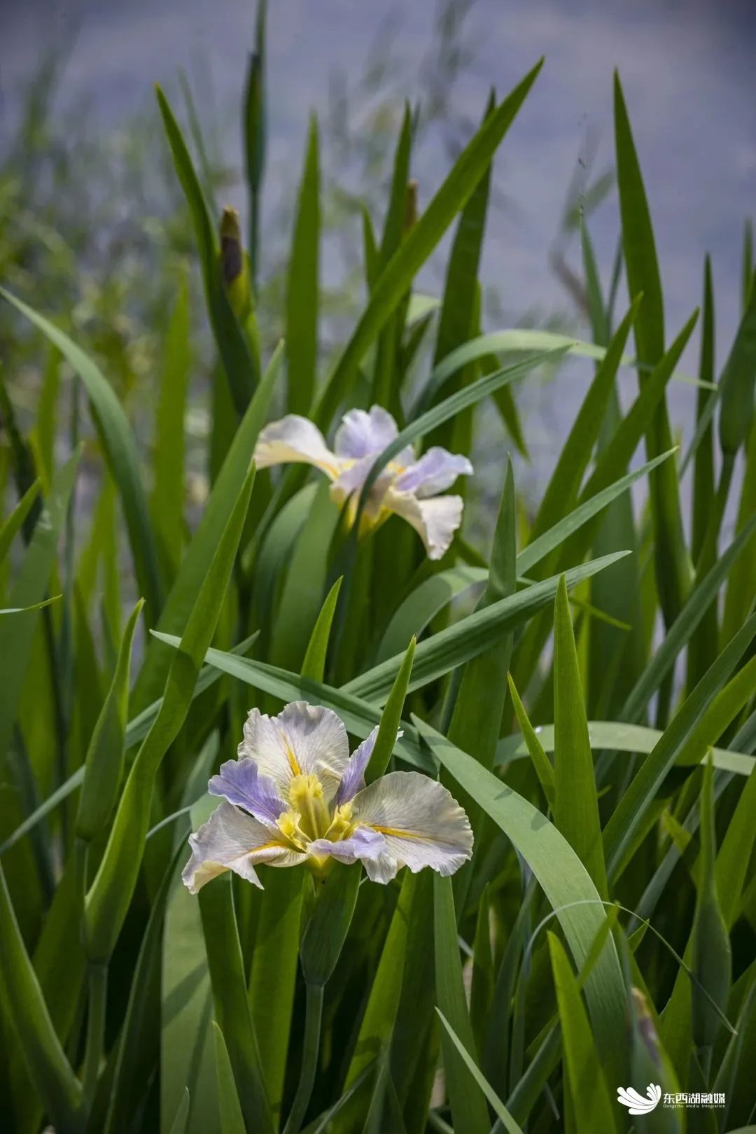 武汉东西湖奥林匹克花园,武汉东西湖碧海花园