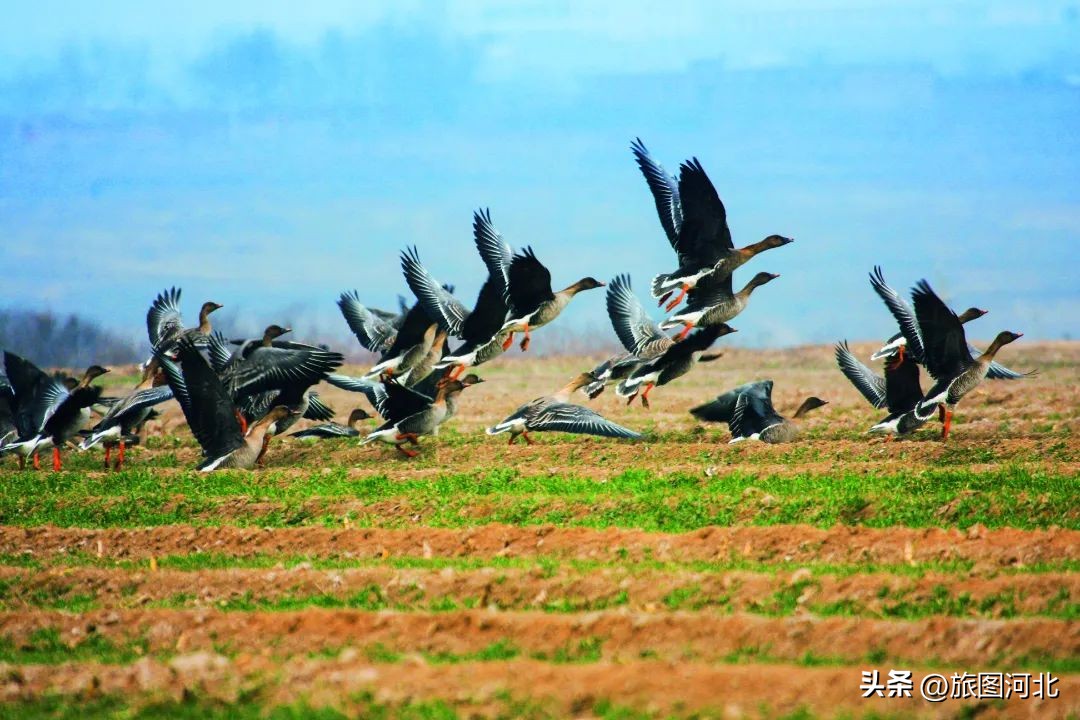 一起出发丨跟着“鸟王爷”去观鸟