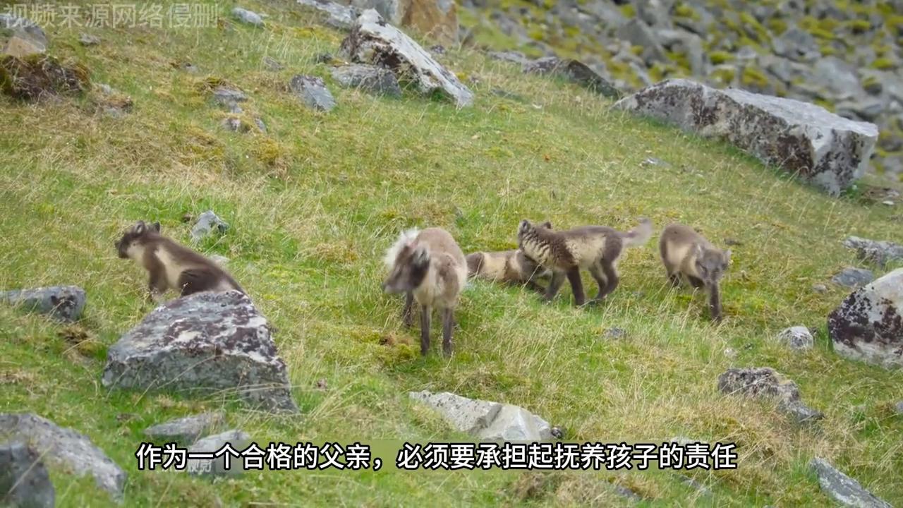 北极狐大自然,北极狐各个季节的照片