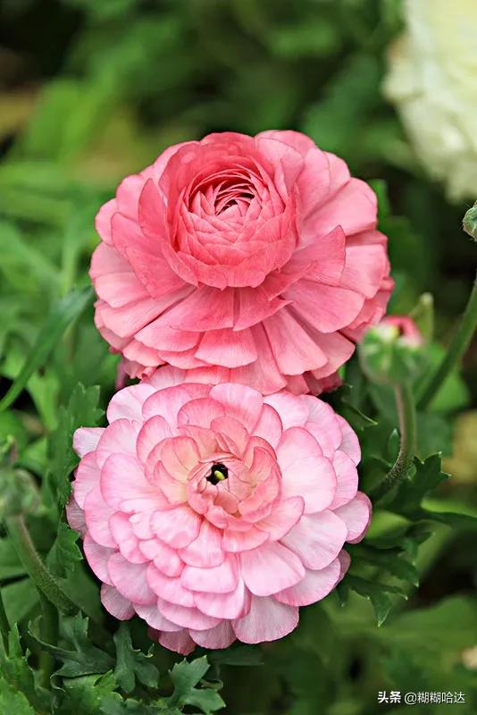 赏心悦目的花朵，风采万千，千姿百态，魅力无限，太美了