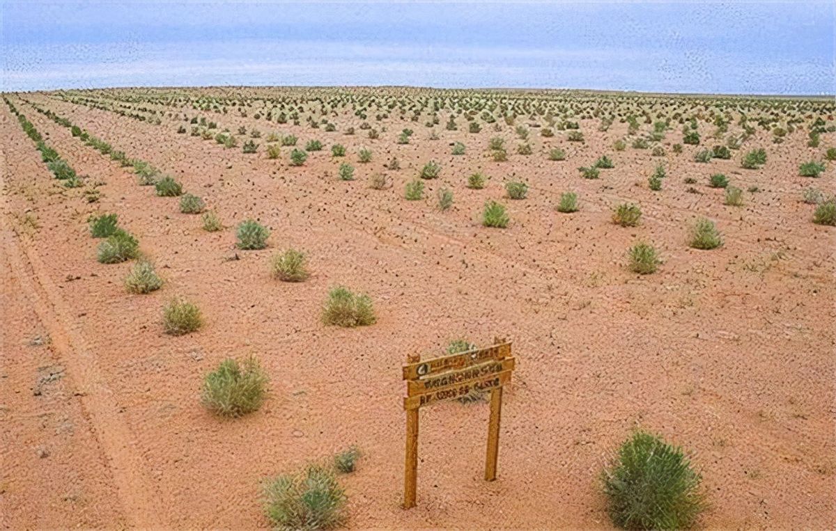 马云在沙漠种的树现在什么样了,马云承诺种树视频