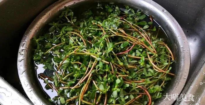 马齿苋怎么做好吃有什么好处,马齿苋怎么做好吃又有营养价值