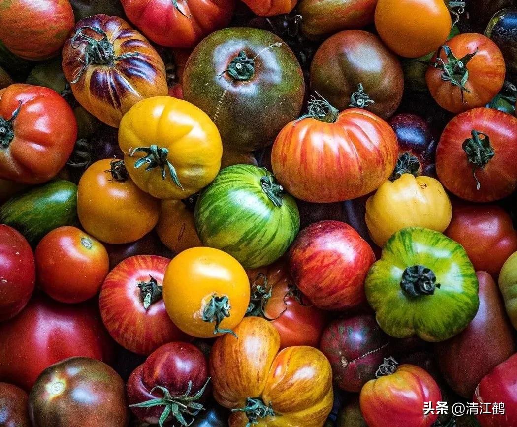 番茄转色不良用什么肥,番茄转色的六种表现