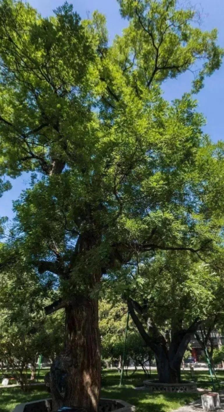 老师敬业的文案,敬业的好老师多吗