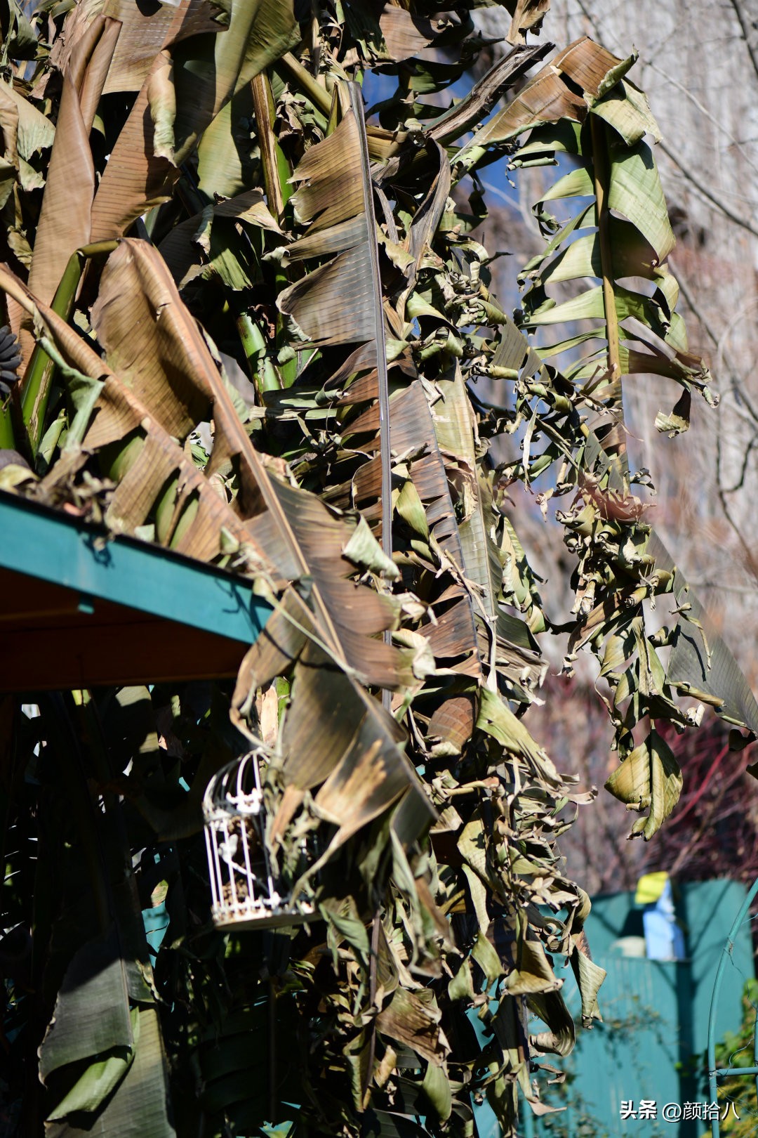 天冷怎么注意植物冻死,植物怕冷怎么过冬