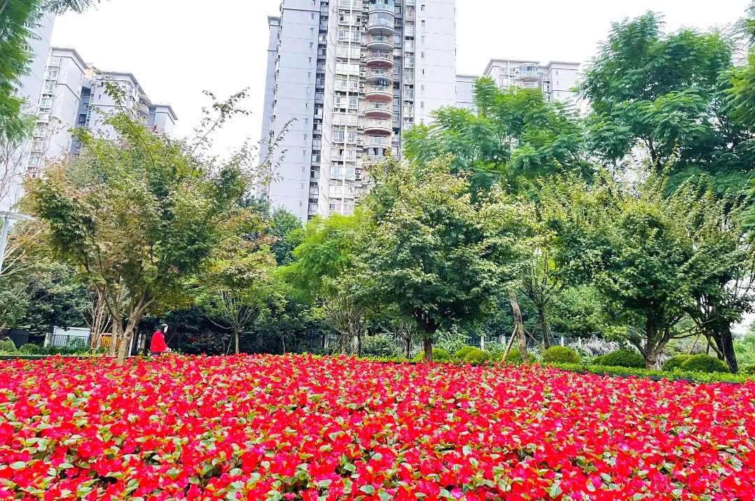 北碚:幸福之城美丽嬗变