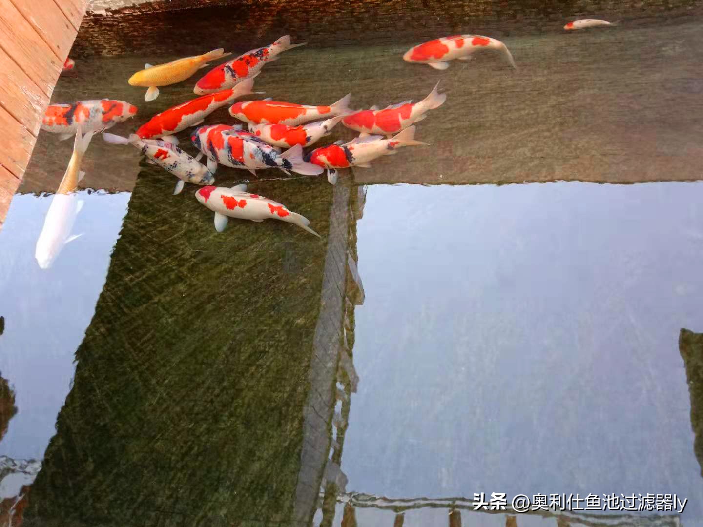 一百平方锦鲤鱼池水净化过滤系统,全自动过滤系统锦鲤鱼池施工方案