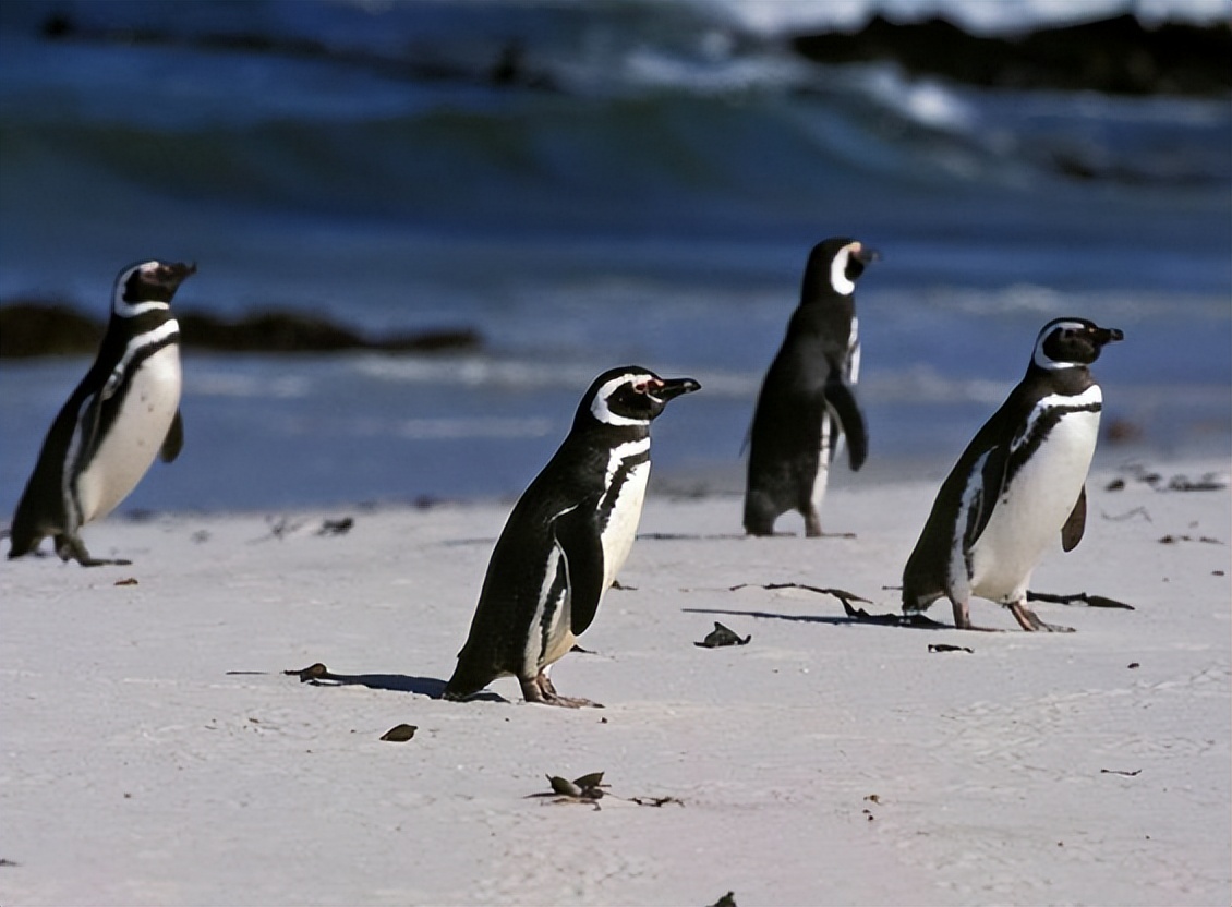 你不知道的冷知识西伯利亚,新西兰冷知识100个