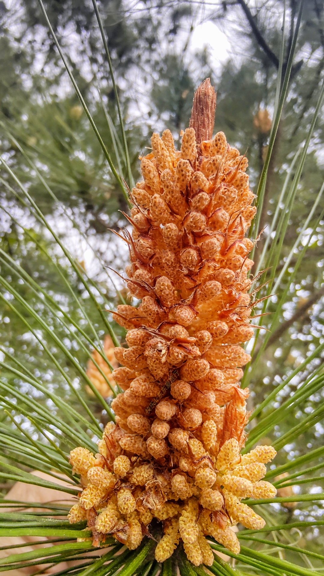 大家纷纷出去赏樱花，我却和老婆偷偷去山里看松树花，收获如何？